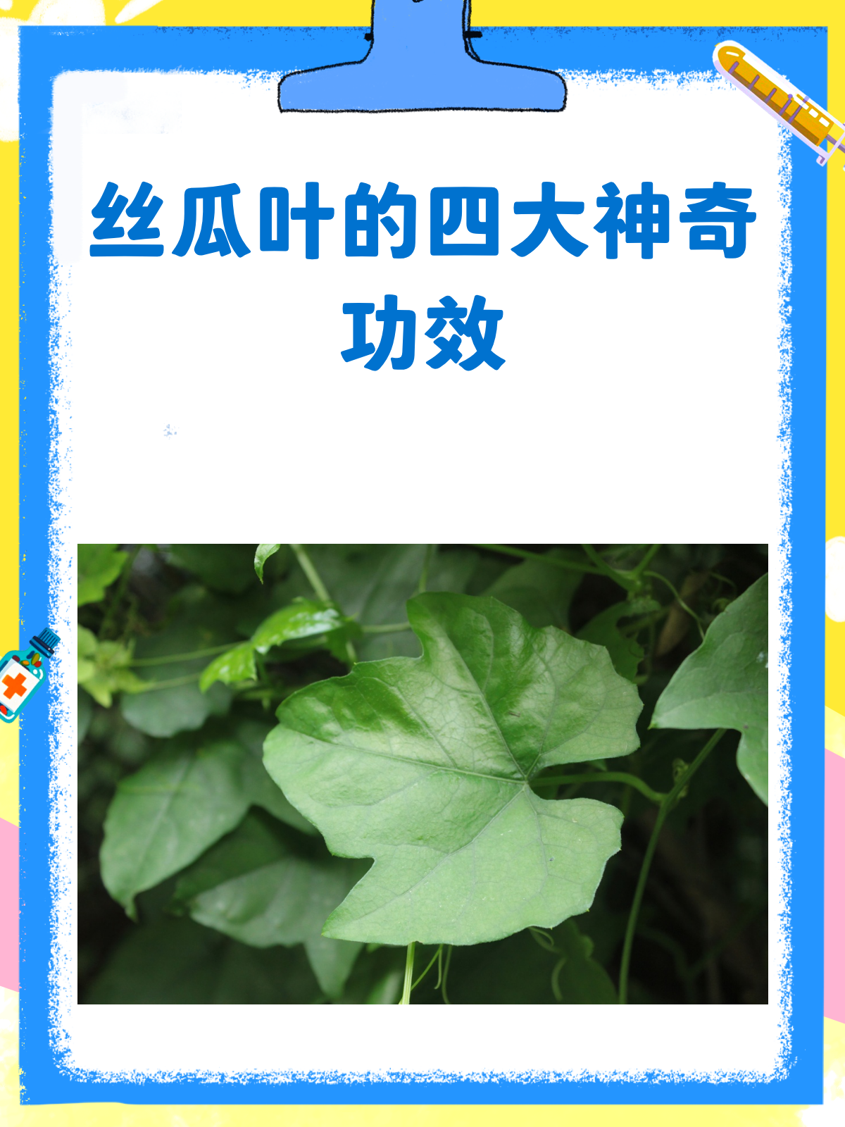 丝瓜叶居然这么神奇?解锁它的隐藏功效!