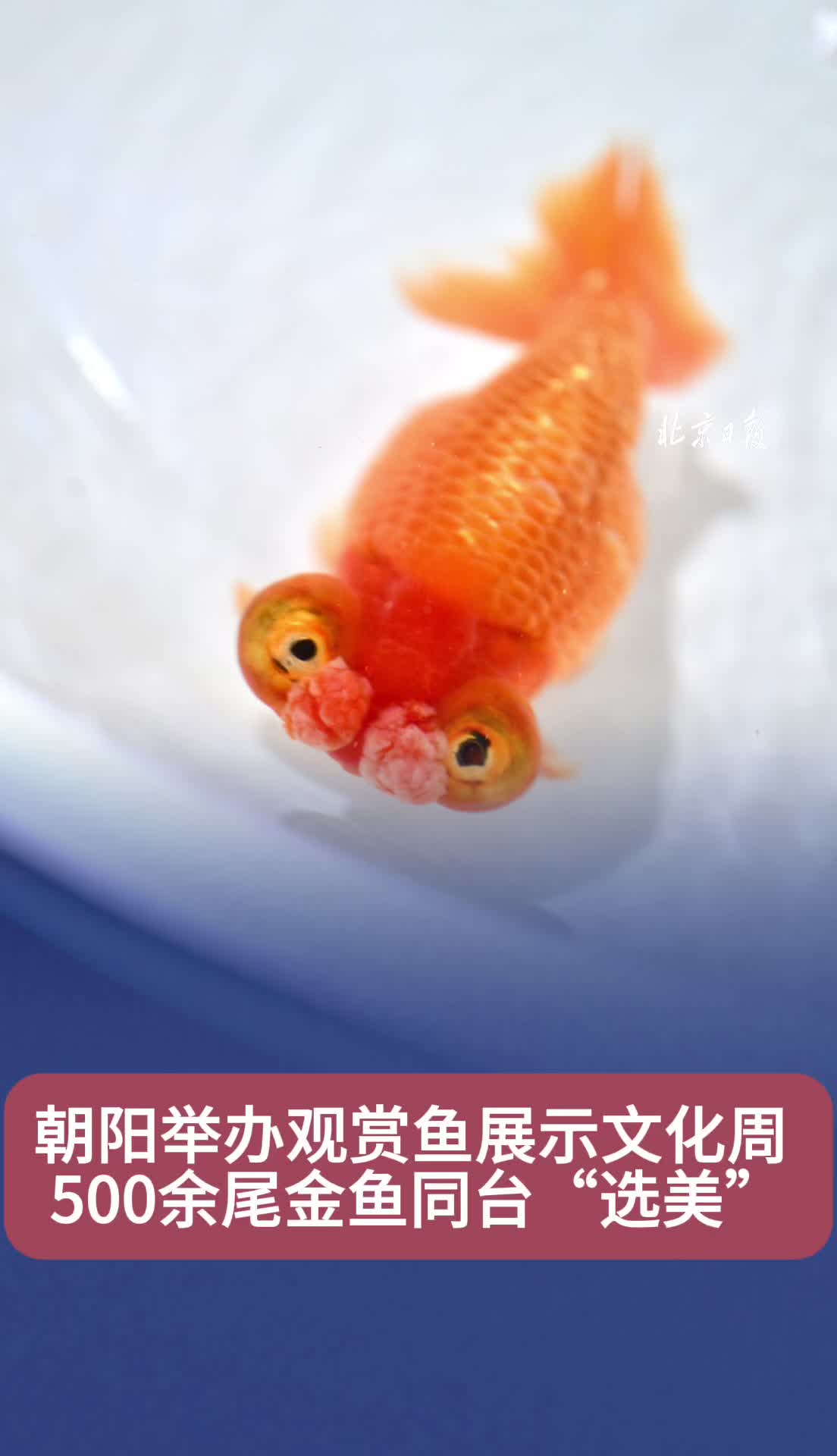 视频｜朝阳举办金鱼大赛！500余尾金鱼同台“选美”