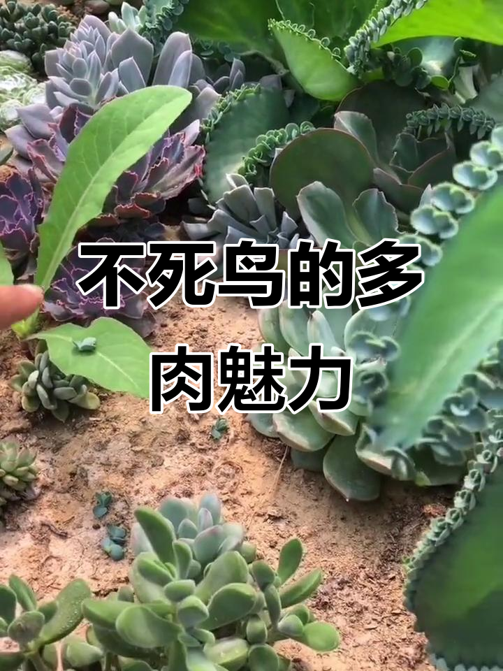 养不死鸟,轻松繁殖多肉植物