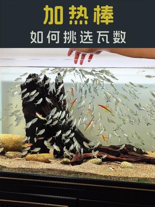 加热棒瓦数怎么选?这是计算公式保存一下,下次就不会选错了!加热棒 养鱼 鱼缸 新手养鱼 水
