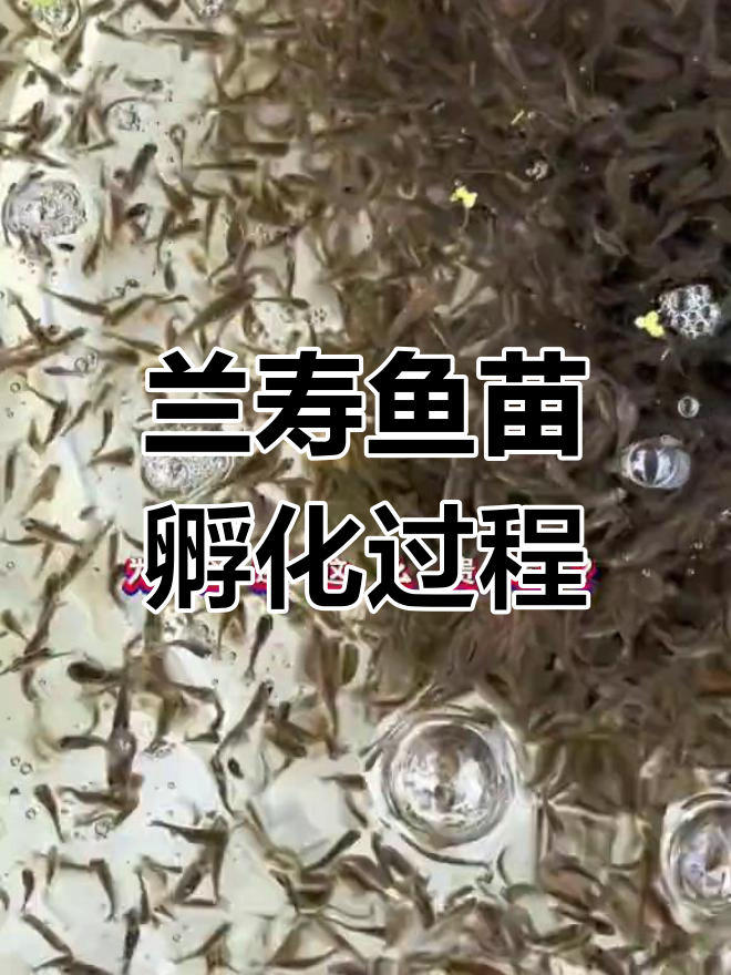 兰寿金鱼繁殖全过程揭秘