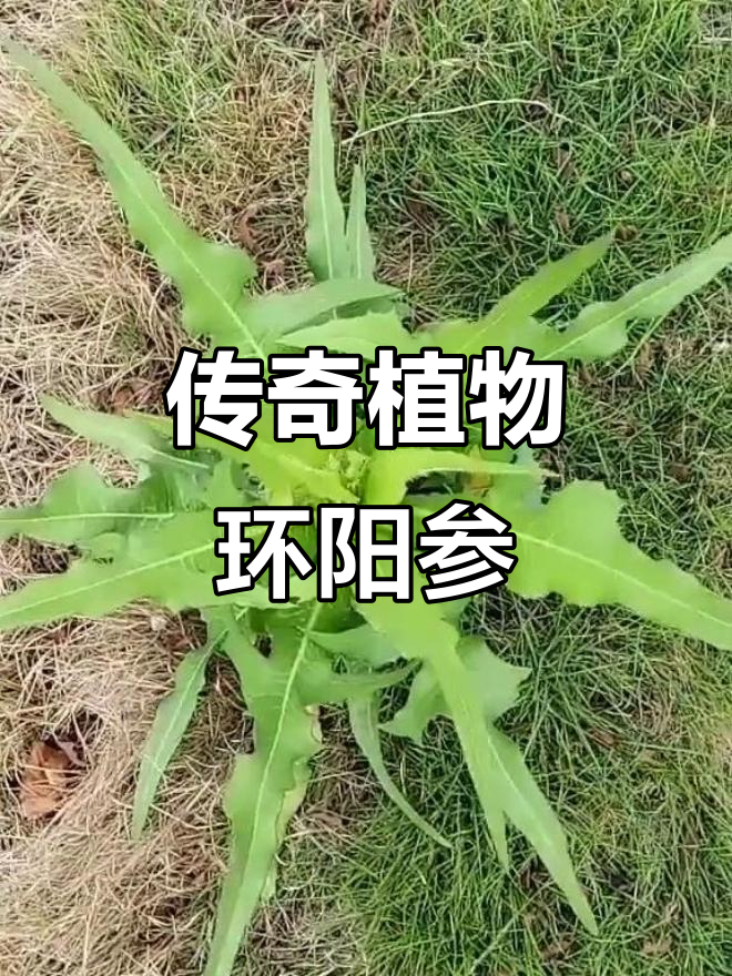 环阳参:蒲公英般的珍贵药材,竟是苦丁菜