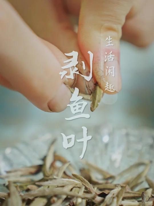 喝了这么多银针,试过“鱼叶”的口感吗?