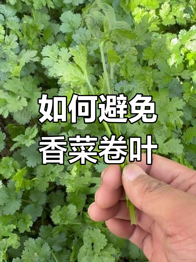 香菜卷叶烧叶如何预防