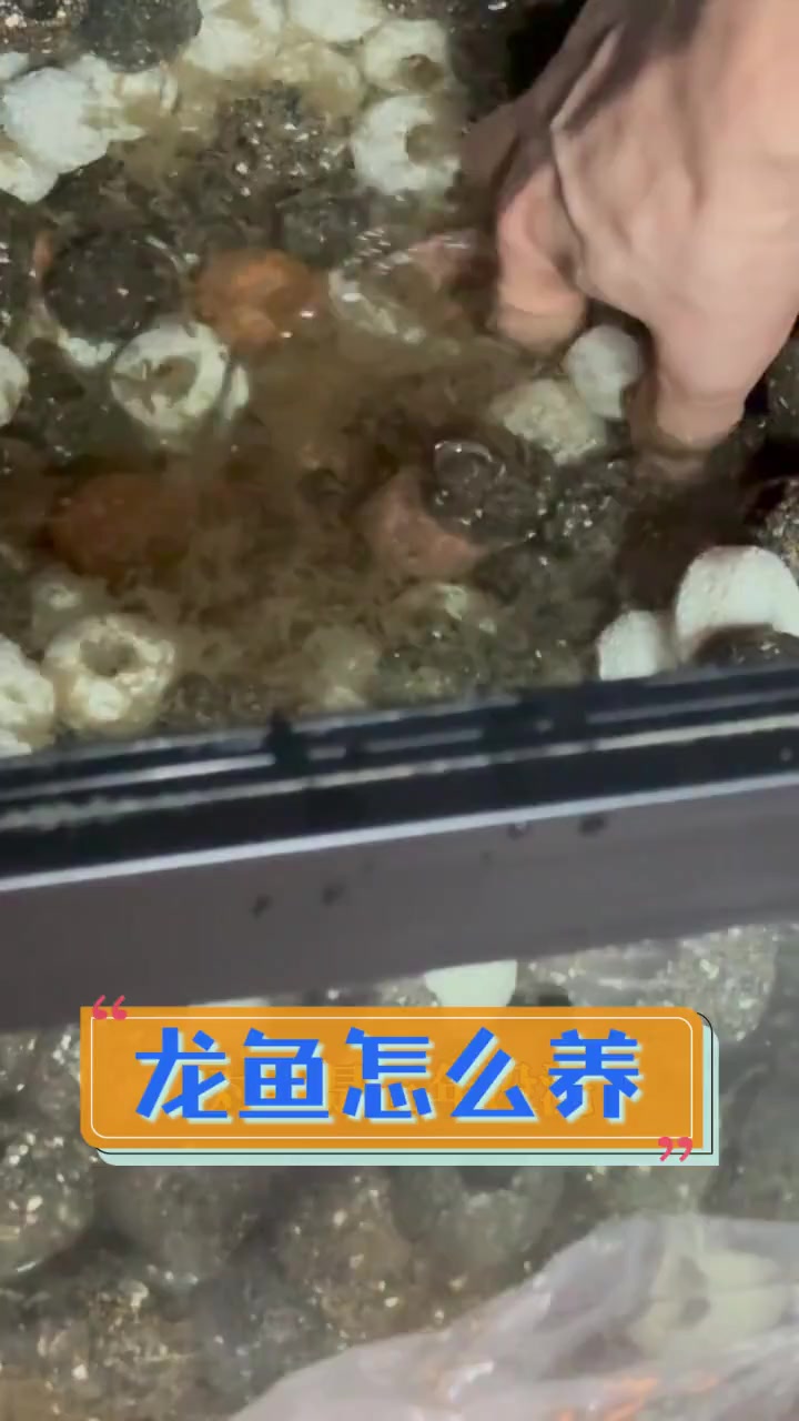 龙鱼怎么养
