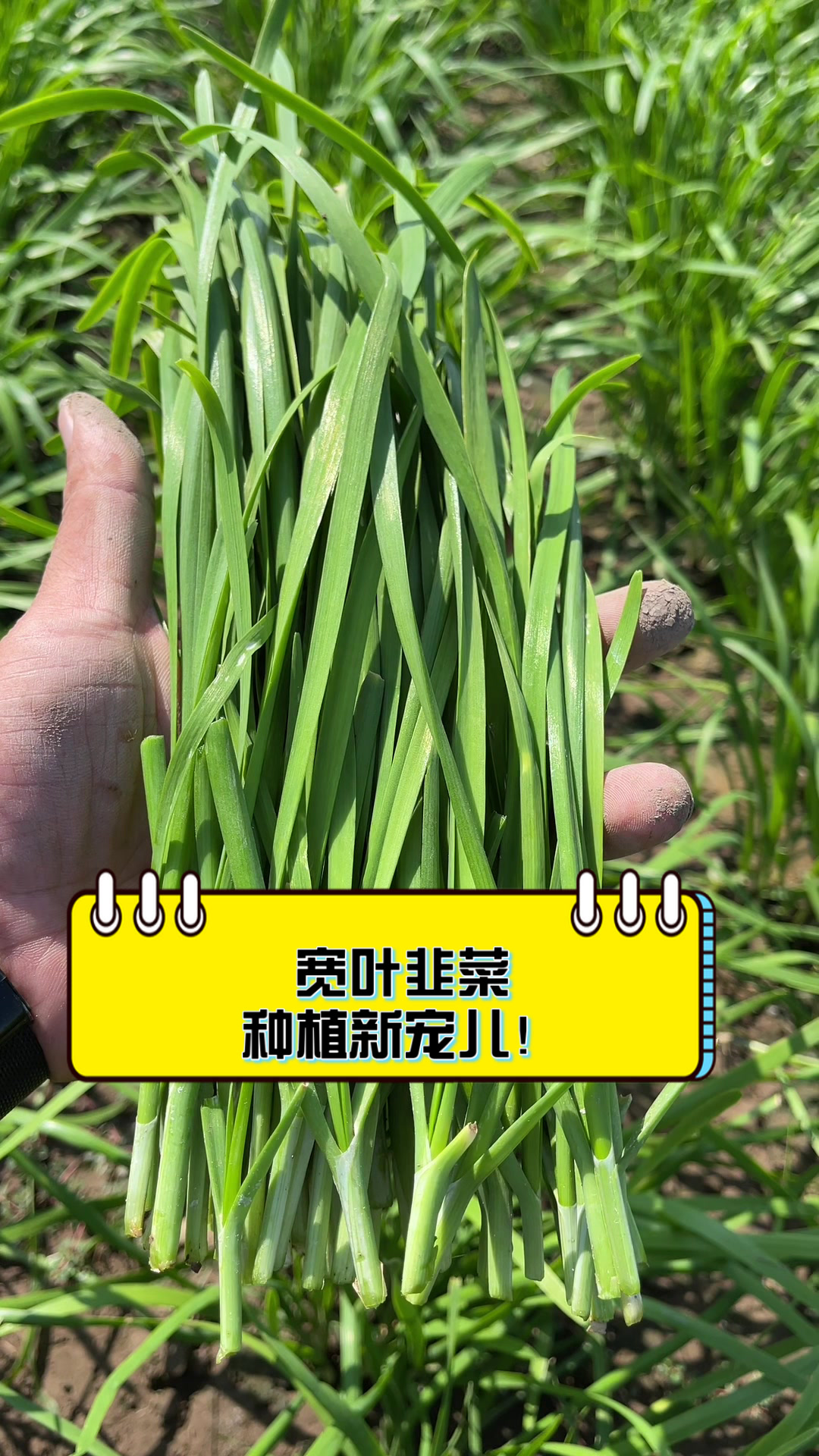 宽叶韭菜,种植新宠儿!