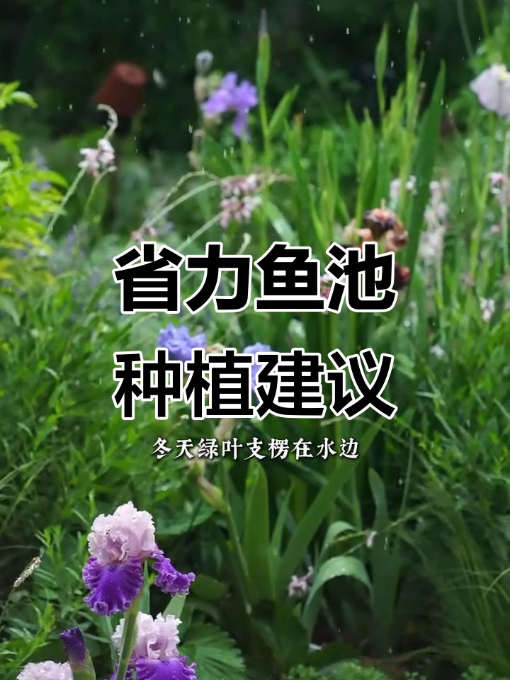 鱼池旁种这四种植物,省心又美观!
