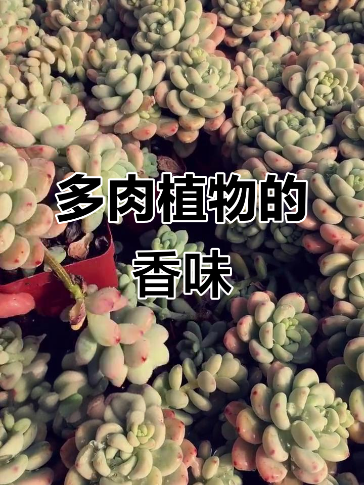 香气四溢的多肉植物,劳尔、火鸡等品种一览