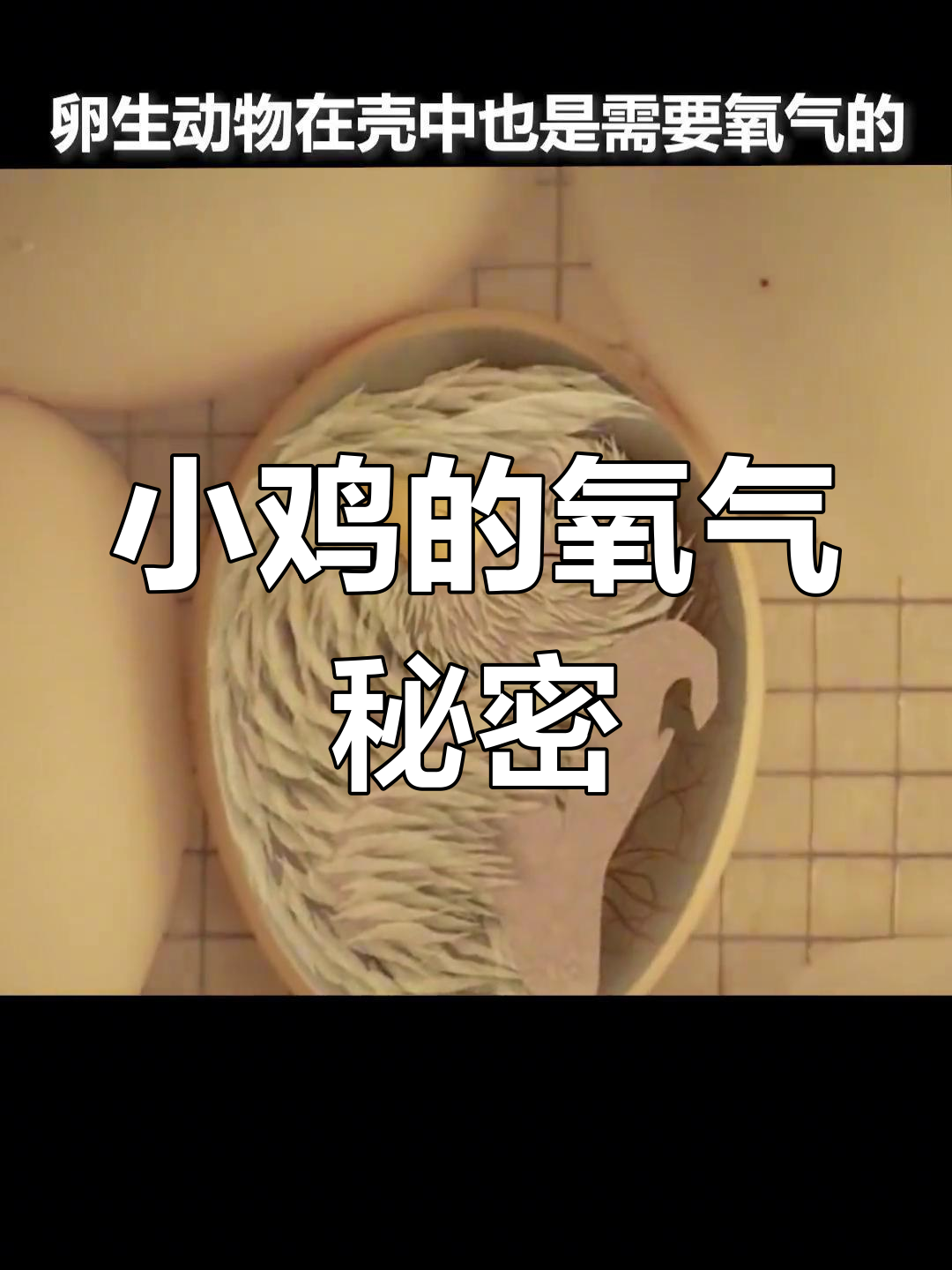 小鸡如何在蛋壳中呼吸?揭秘生命奇迹
