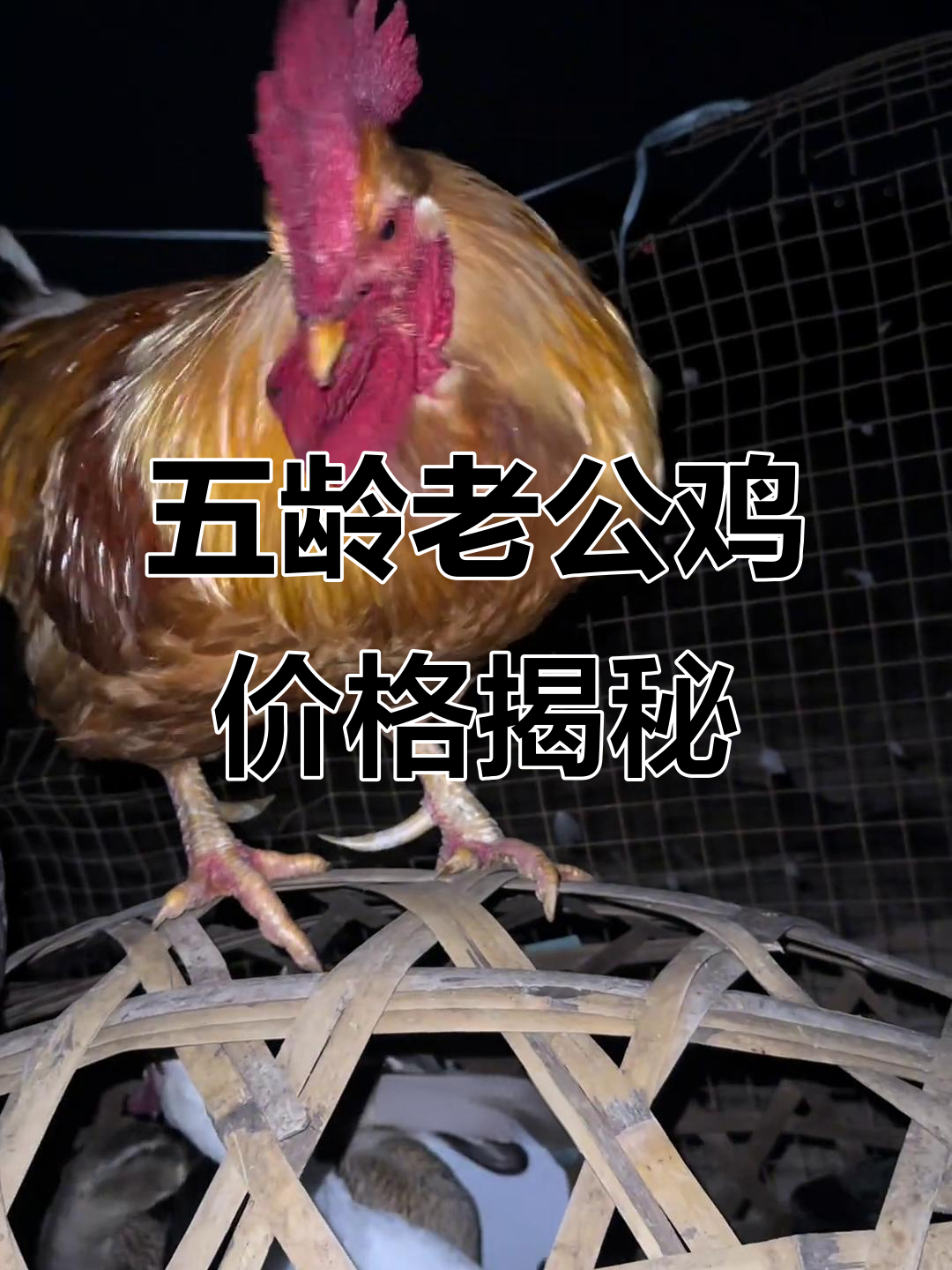 五年大公鸡,以凤凰饲料缺斤少两的价格卖得值不值?