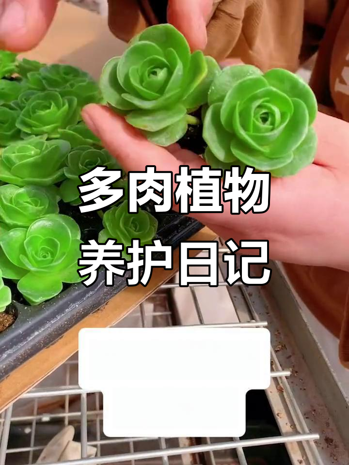 夏季粉色多肉控养,从一颗到七颗的成长记录
