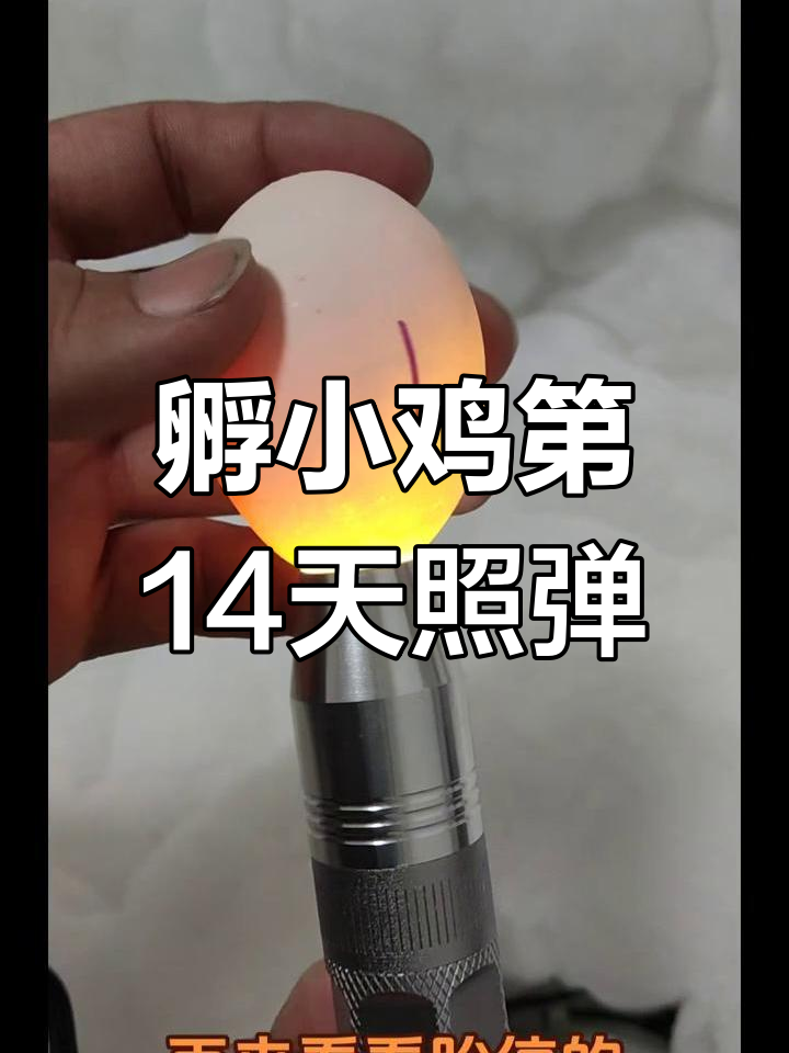 水床孵化小鸡14天照蛋,淘汰不合格种蛋全过程