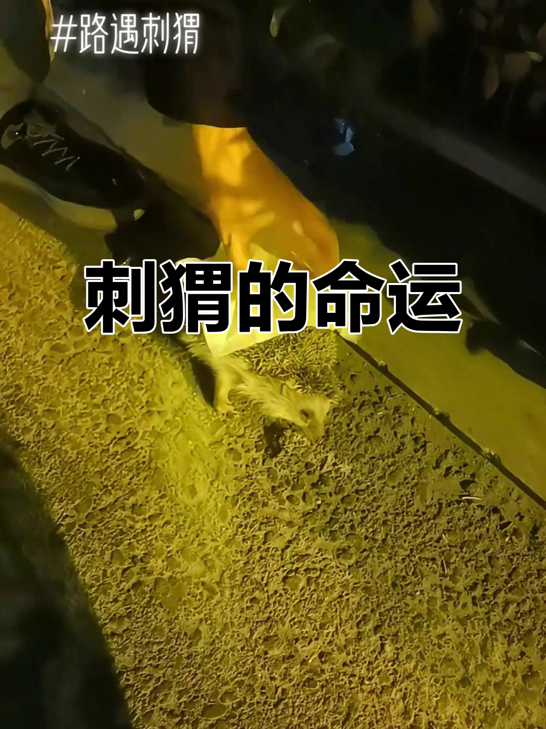 晚上回家发现一只死刺猬,无奈只能让它安息在草丛中