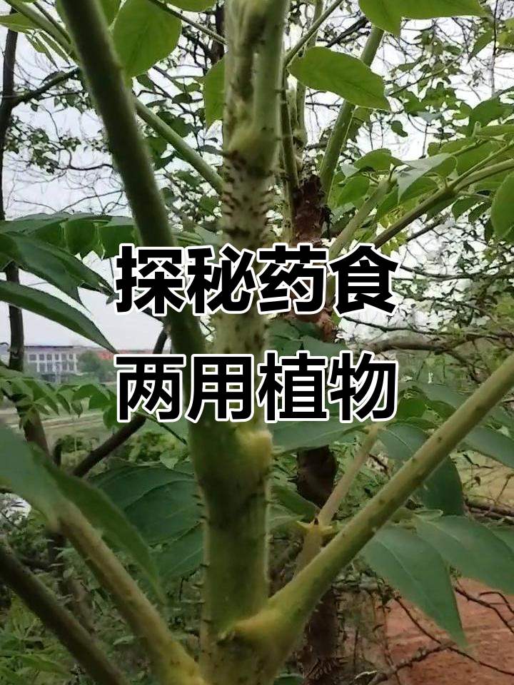 春天里的“野菜之王”：认识蜀木芽，刺龙牙的独特魅力