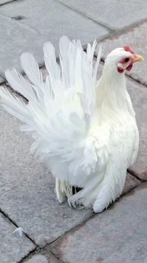 矮脚鸡在养殖时应注意