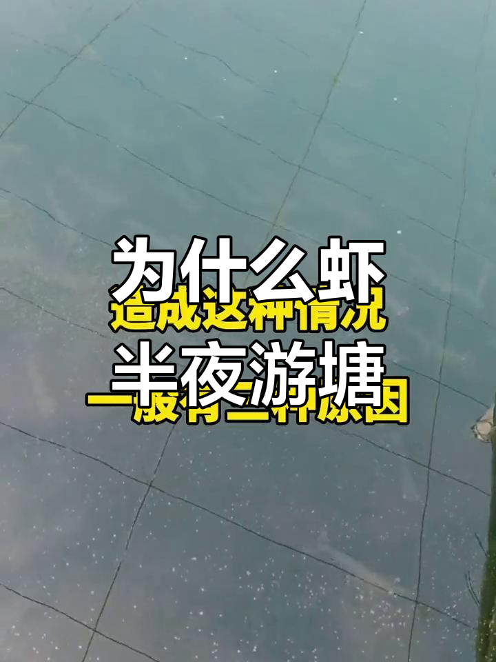 凌晨三点虾游塘的原因分析,如何解决?