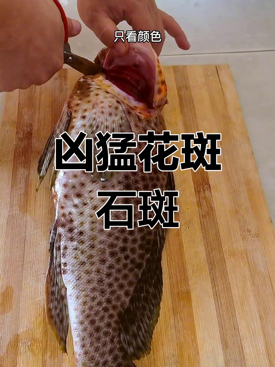 花斑石斑鱼:潮汕地区的独特称呼