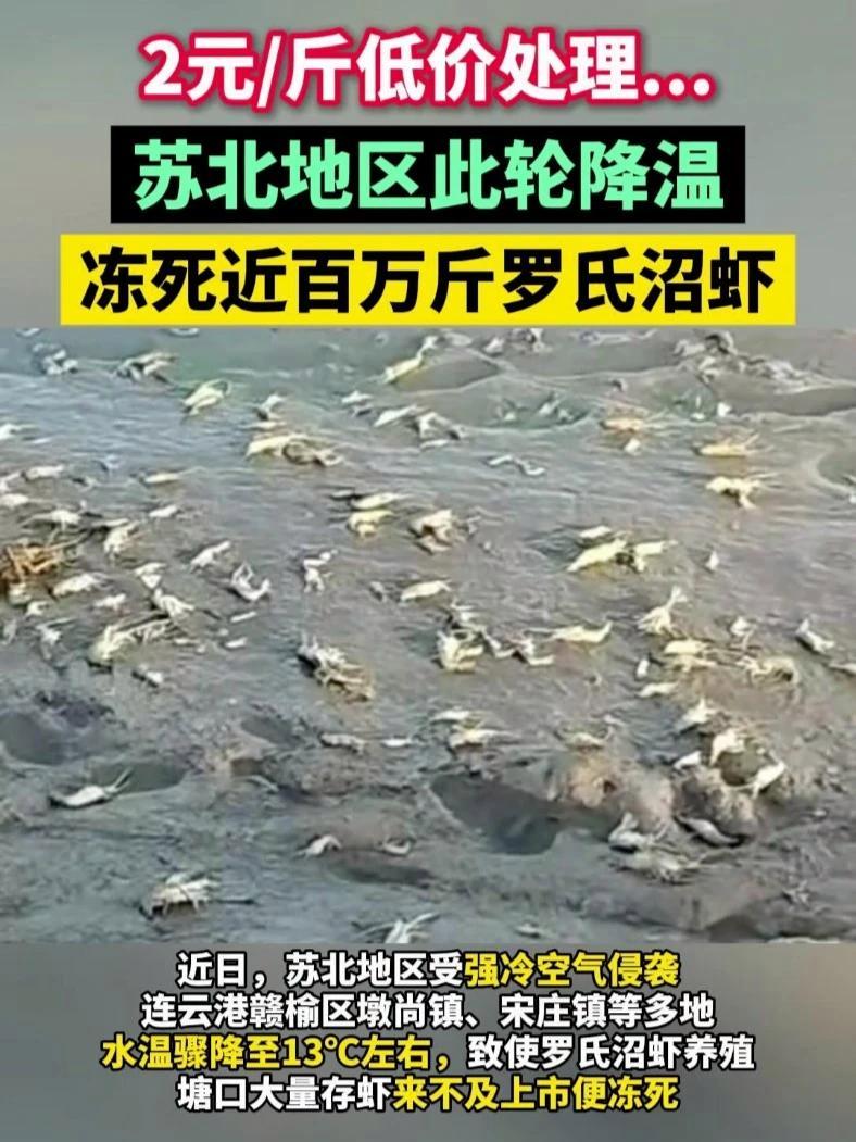2元/斤低价处理……苏北地区此轮降温冻死近百万斤罗氏沼虾 罗氏沼虾 降温 水产养殖 罗虾