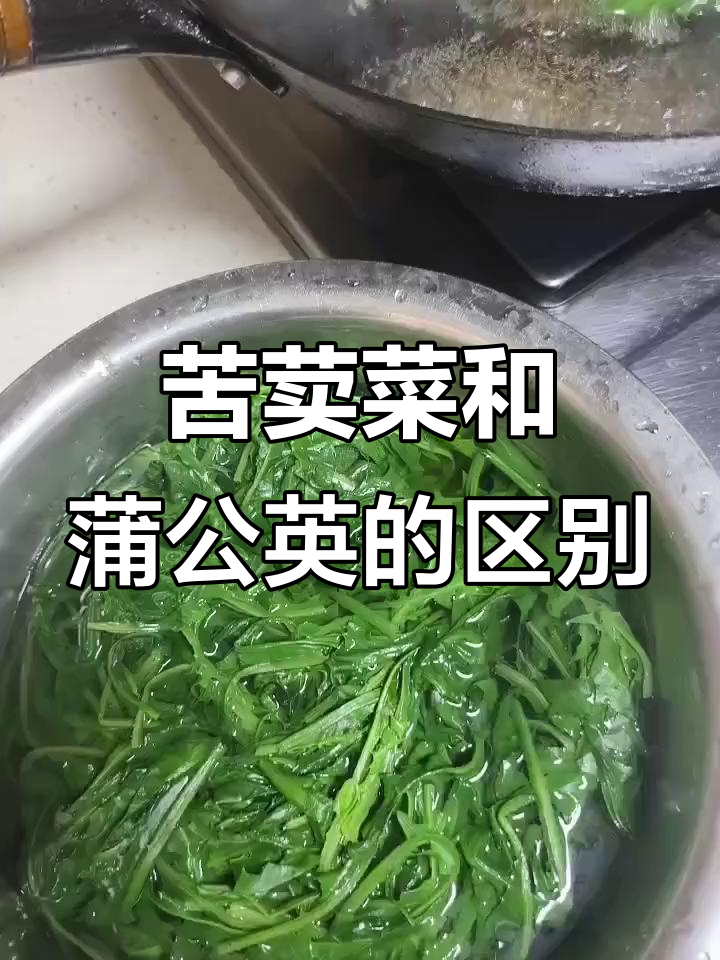苦荬菜与蒲公英:两种常见野菜的对比