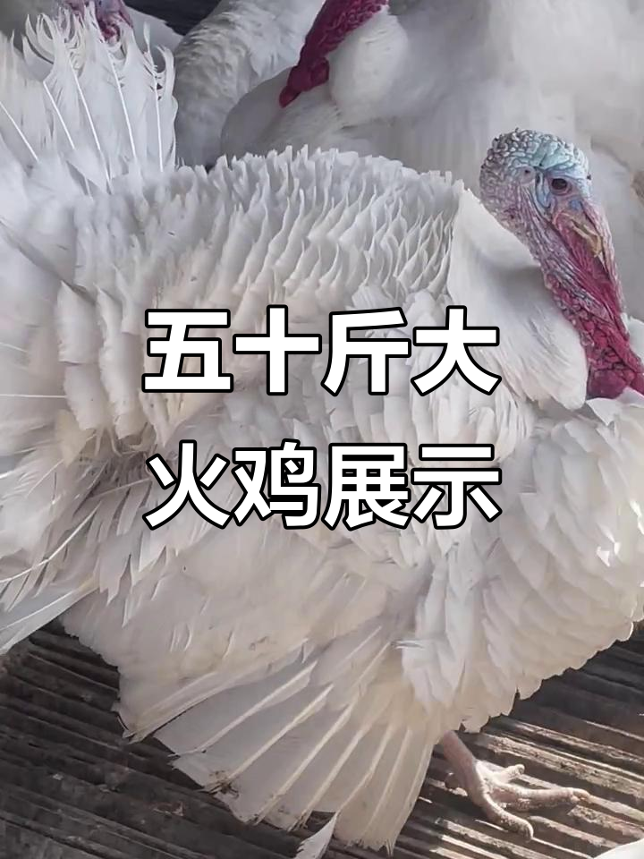 成年火鸡公母搭配,五十斤左右大体型观赏