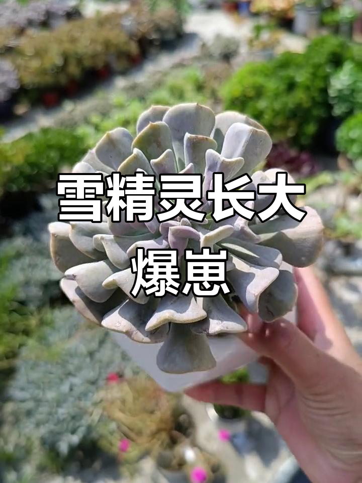 雪精灵多肉爆崽,露养更健康