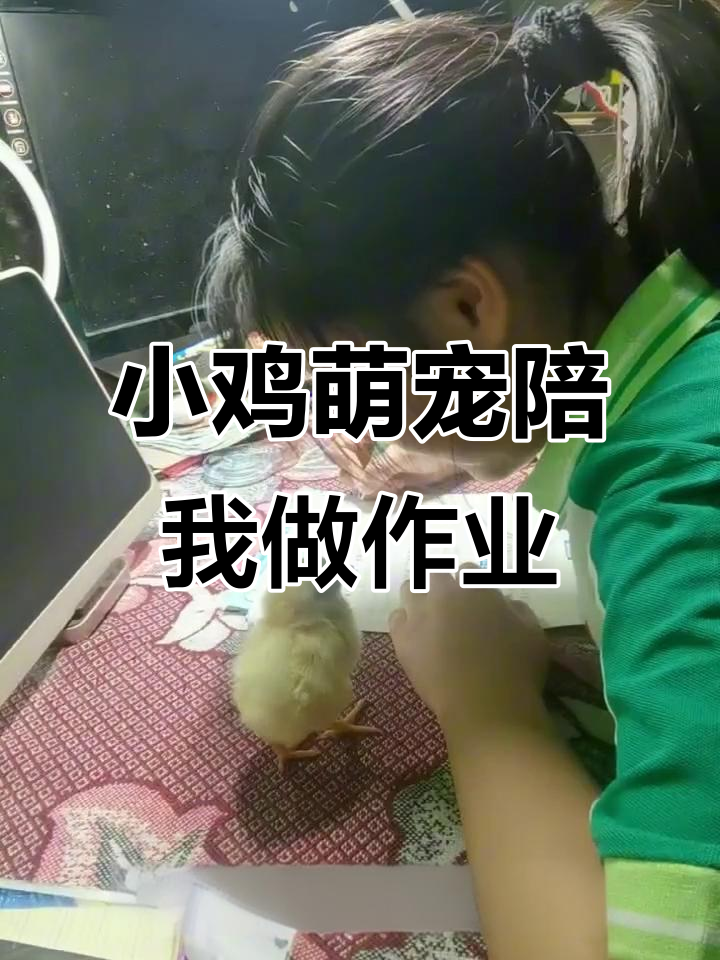 萌萌小鸡仔陪伴我写作业,偶尔还啄两下超可爱