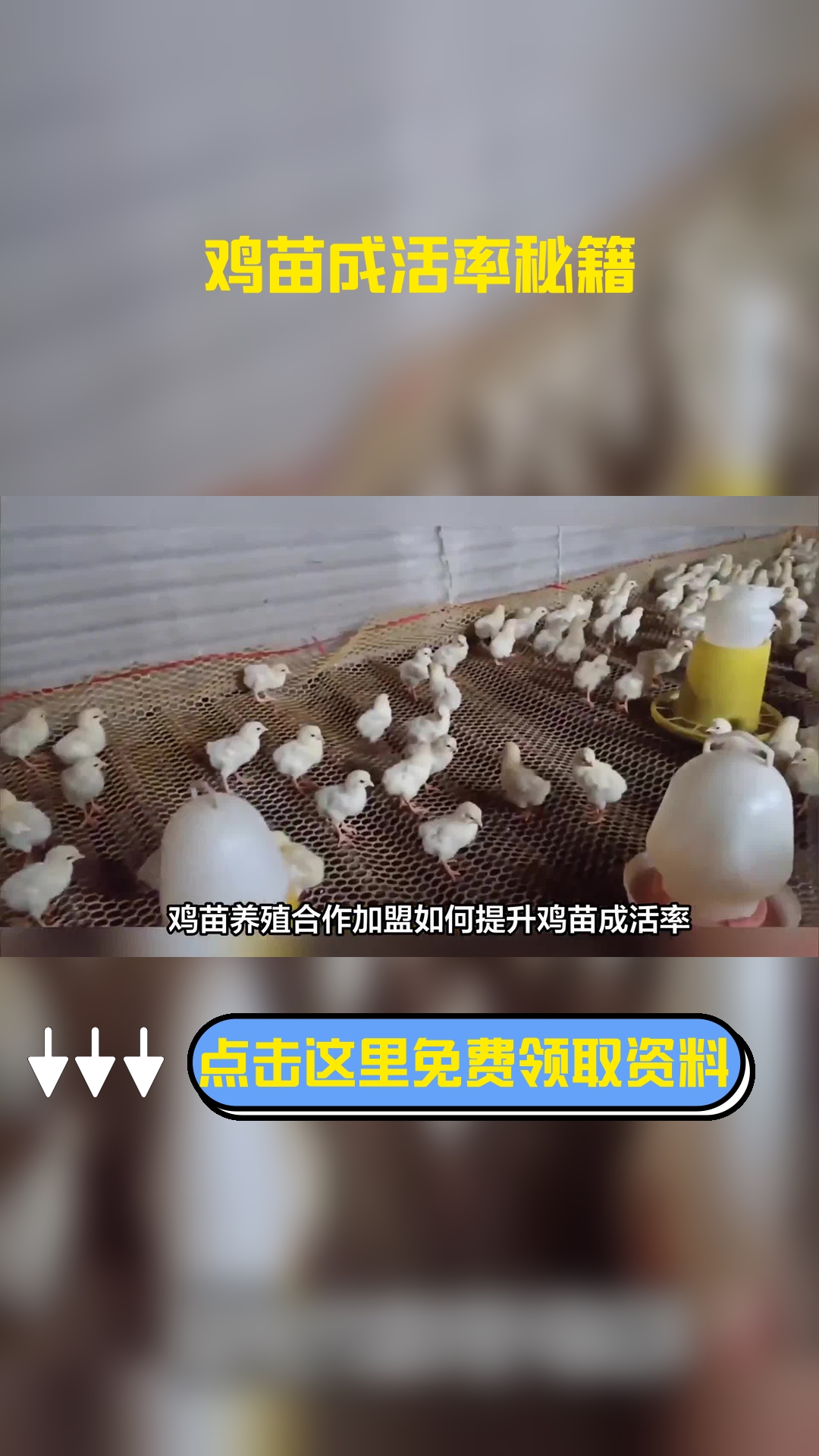 鸡苗养殖合作加盟如何提升鸡苗成活率?这几点技巧值得关注