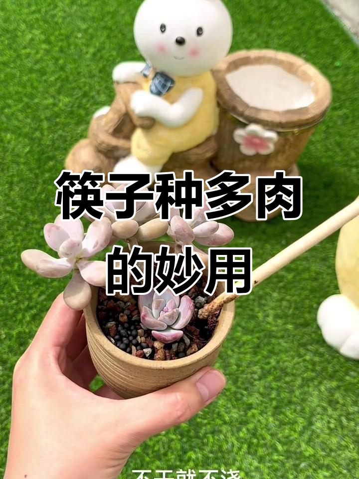 一次性筷子变多肉支撑,浇水技巧大公开