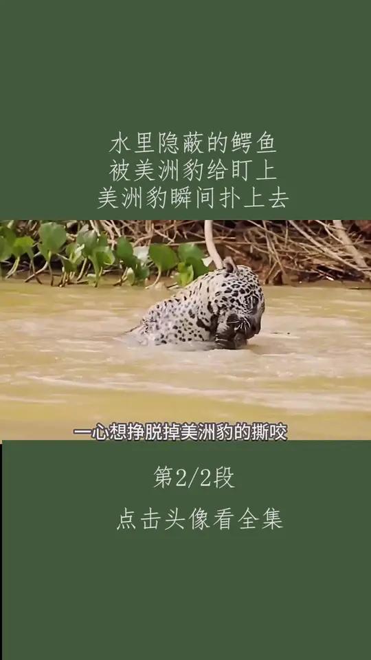 水里隐蔽的鳄鱼 被美洲豹给盯上 美洲豹瞬间扑上去 动物解说 弱肉强食的动物世界 美洲豹vs