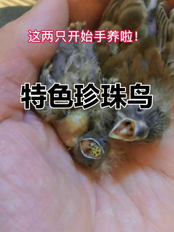 企鹅珍珠鸟与普通珍珠鸟的区别