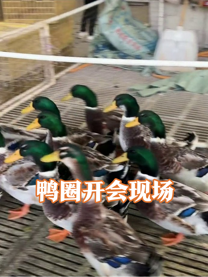 养殖场鸭子聚众开会,绿头鸭霸气登场气场全开