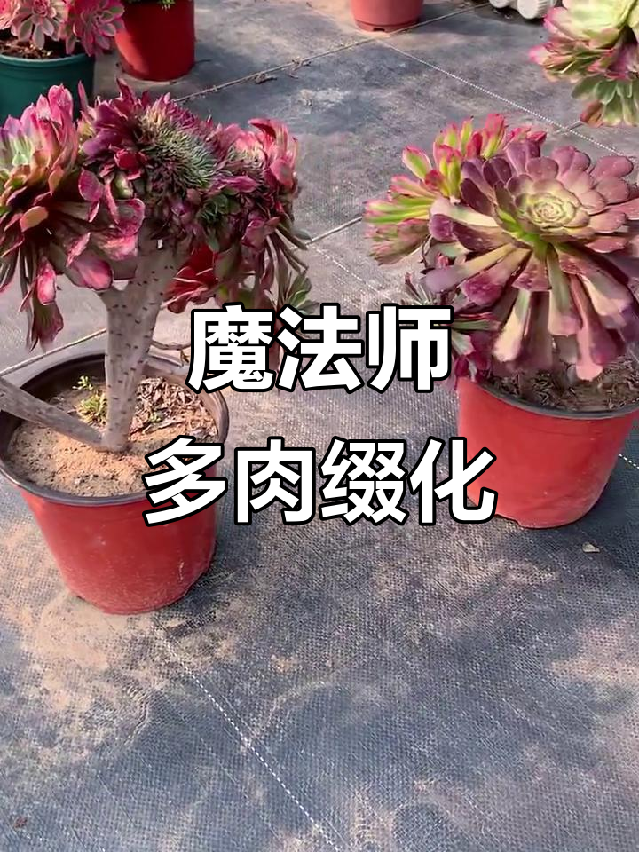 多肉植物缀化法师，感谢快手热门支持与家人们点赞评论