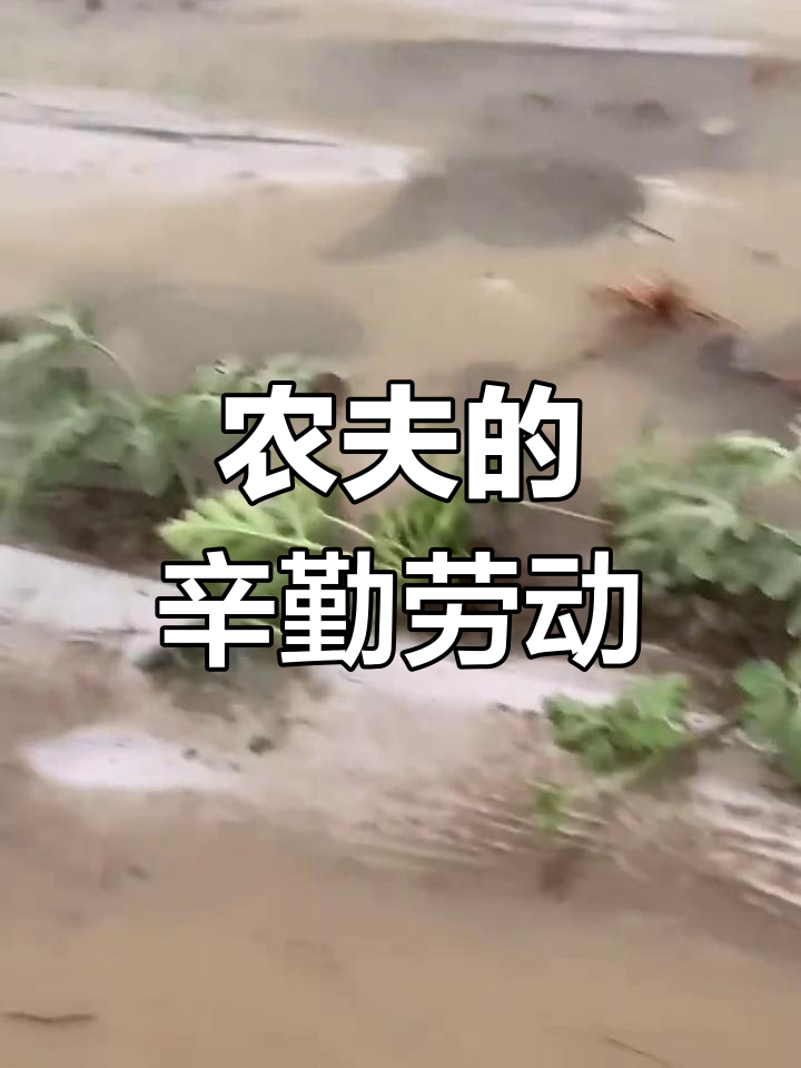 陶河农民辛苦种菜,收获不易