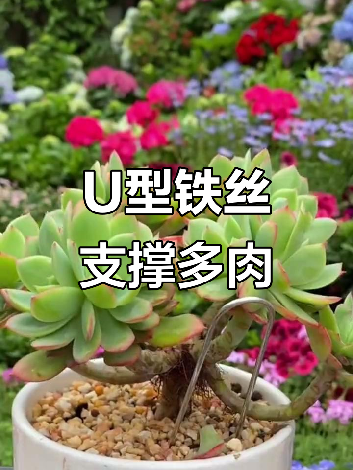 多肉老桩东倒西歪？试试U型铁丝固定法，轻松解决
