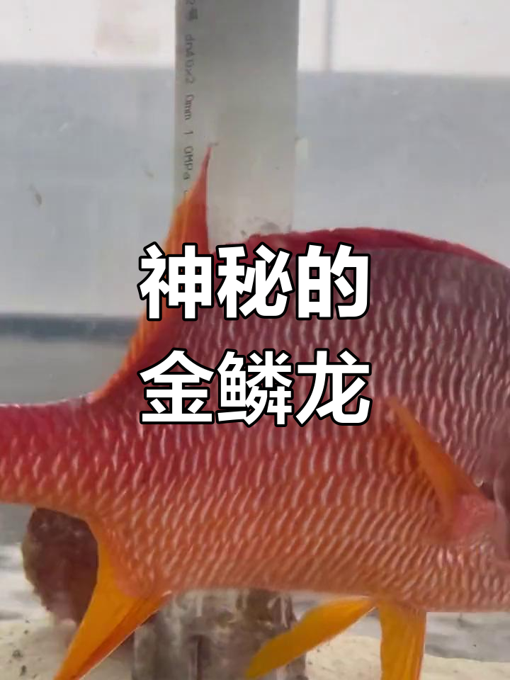 金灵雕:池中鱼化龙的神奇生物