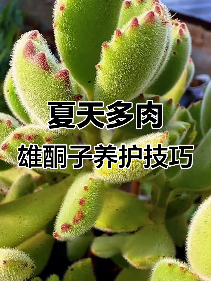 夏季养好多肉熊童子，避免烂根叶片更厚实
