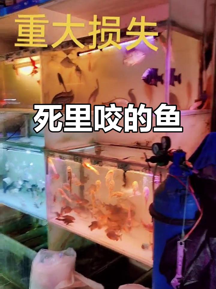 绿虎皮鱼死亡,银川水族店老板心累