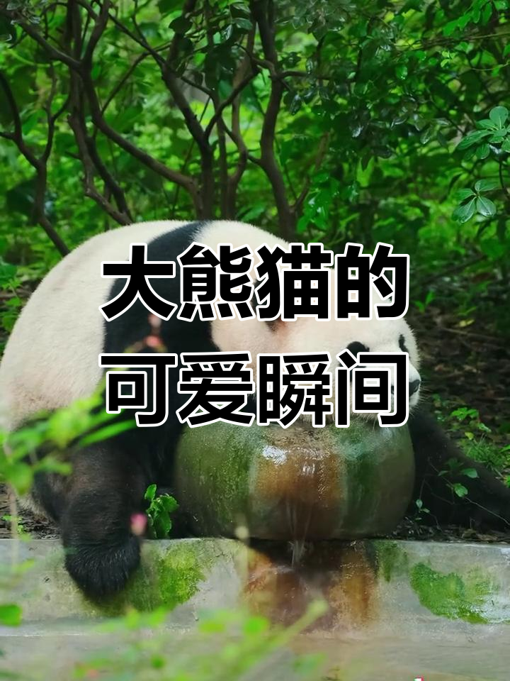 快来看这只“大饭团”熊猫,萌态十足!