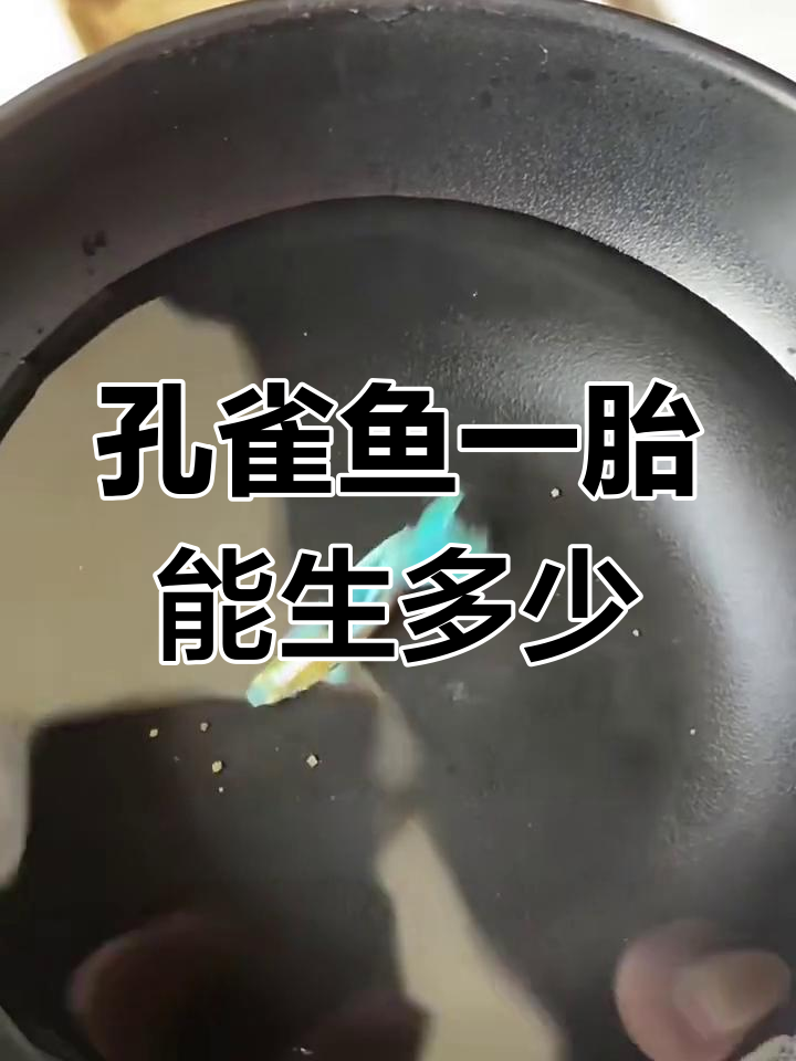 孔雀鱼一次交配能生几胎?揭秘卵胎生的秘密