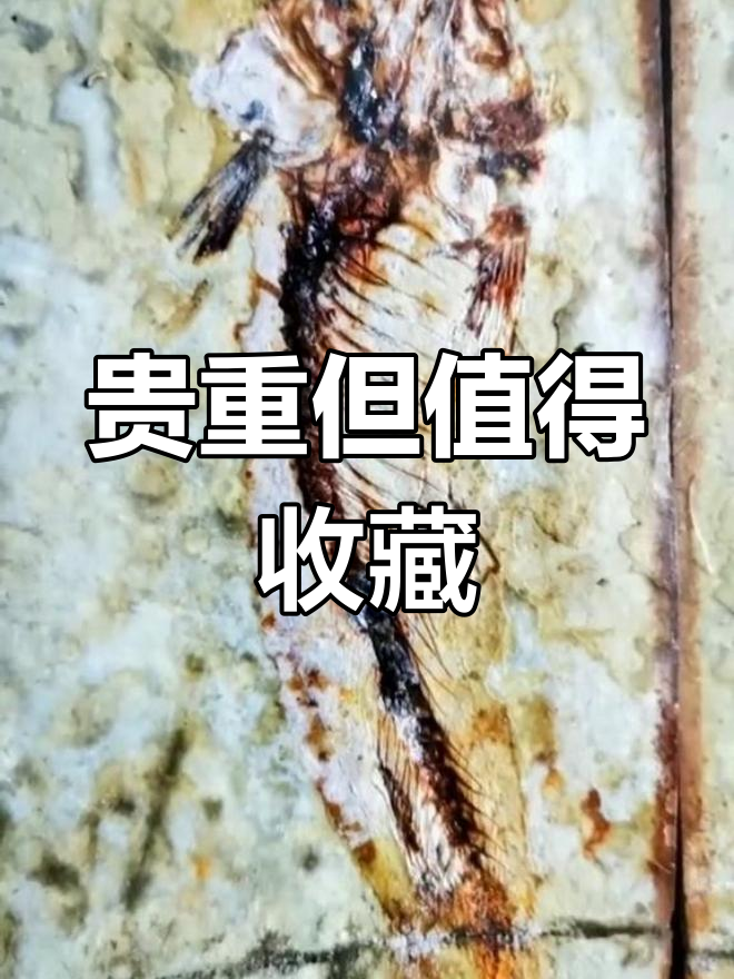 狼鳍鱼化石的购买价值