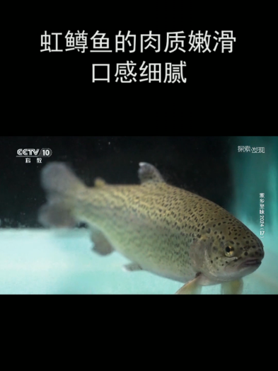 虹鳟鱼的肉质嫩滑 口感细腻