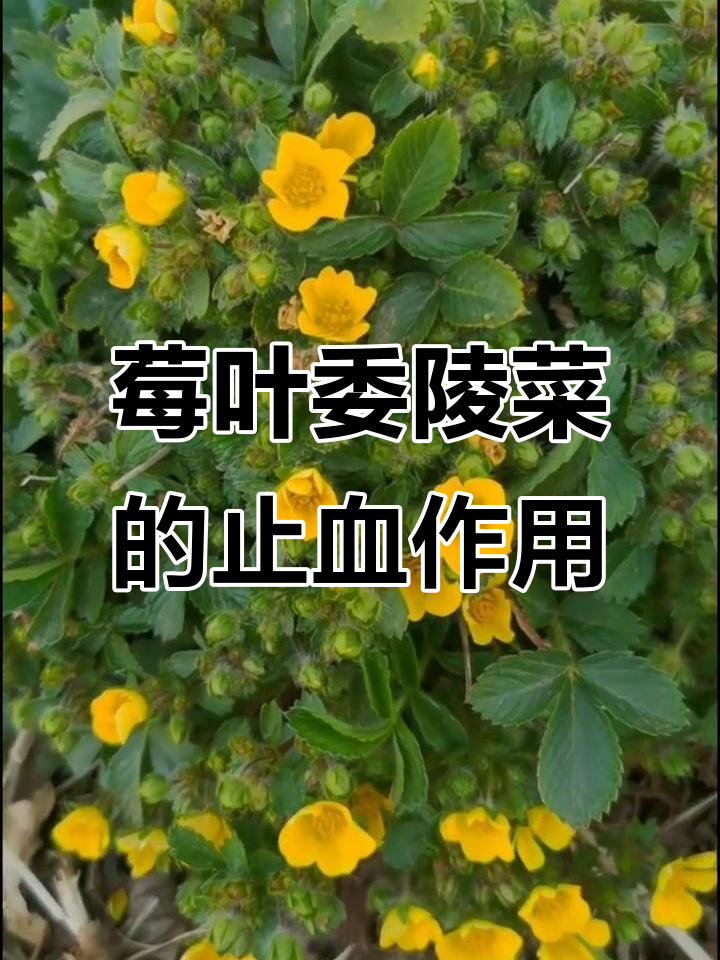 莓叶委陵菜：多年生草本植物，根茎入药止血效果好