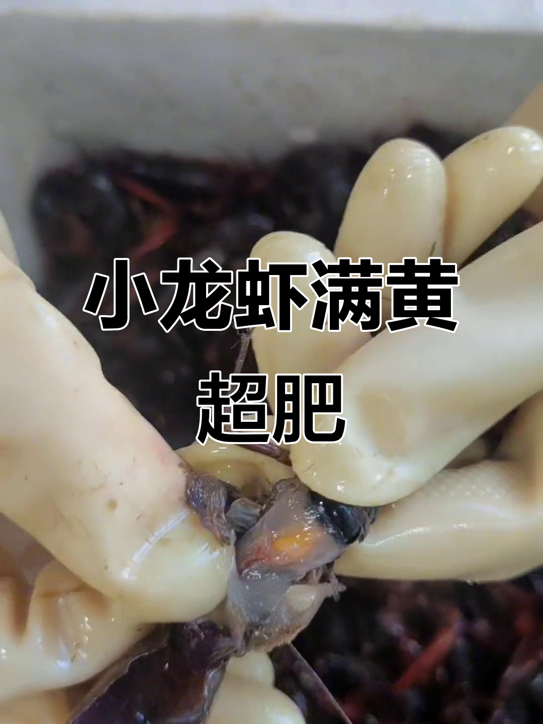 满肉带黄小龙虾,肥美鲜香不容错过