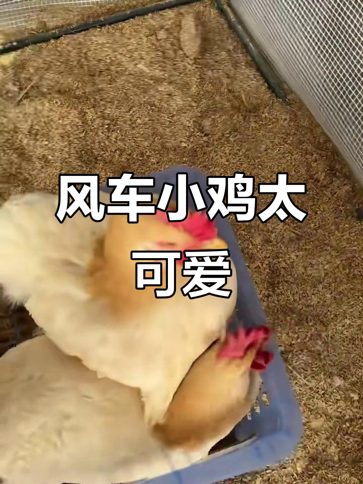 古典鸡的可爱日常,风车小鸡萌翻了
