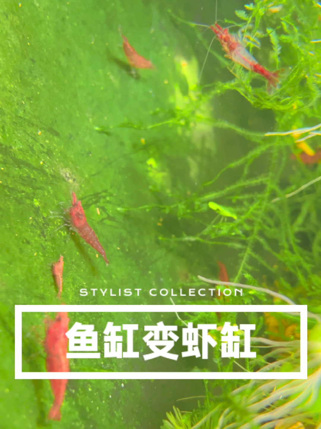 生态鱼缸里的极火虾疯狂繁殖了!