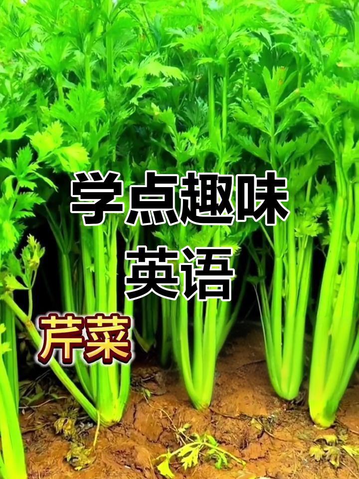 每天学一点英语,轻松记单词