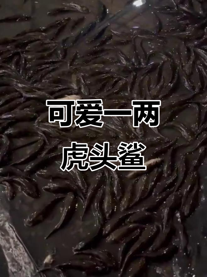 一两左右虎头鲨鱼苗,超萌小家伙来啦!