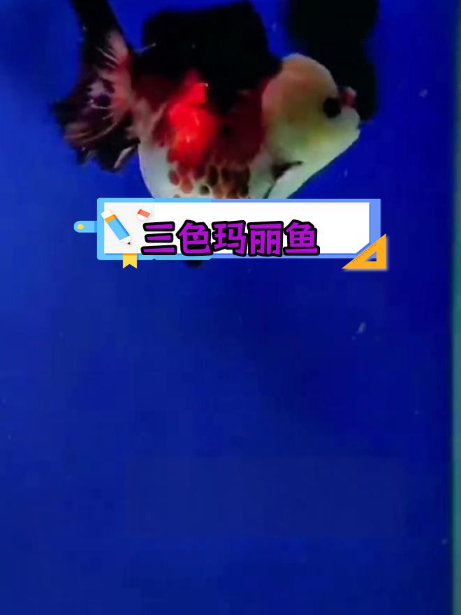 泰狮金鱼三色之美,如画中仙子