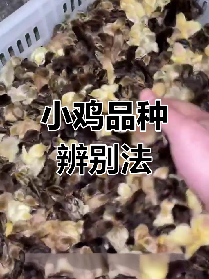 如何区分刚出生的小鸡品种