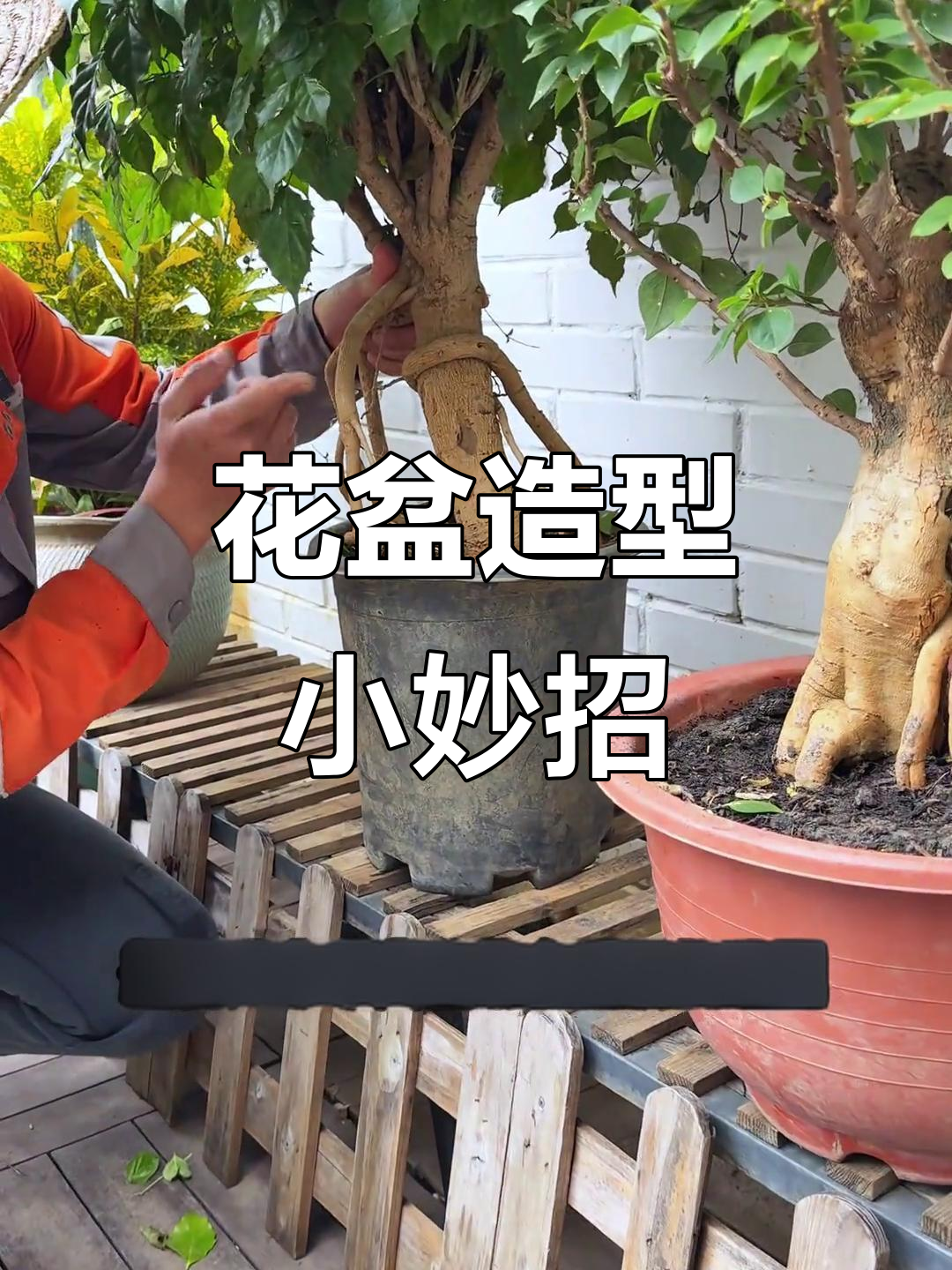 太阳花喷泉造型与提根技巧,轻松打造独特盆栽